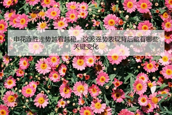 申花连胜走势越看越稳，这波强势表现背后藏着哪些关键变化